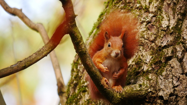 Familienexkursion: Tiere im Wald