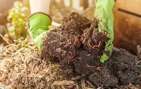Gesunder Boden –  Schlüssel für gesunde Pflanzen