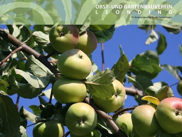 Tomatensorten und Möglichkeit zum Pflanzenkauf